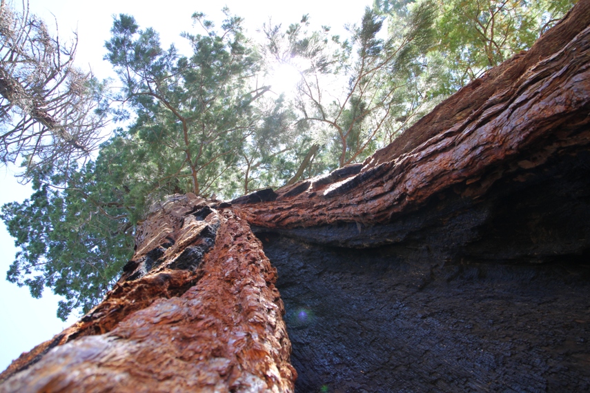 Sequoia National Forest